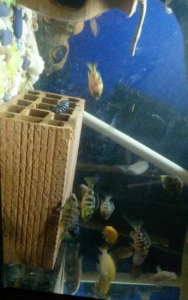 Liapart baliqlar var. Saglam ev artimidi. Ela baliqdi. 6-7-sm