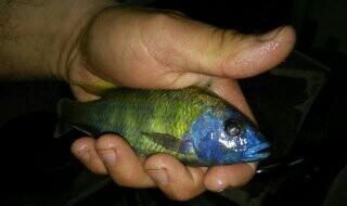 Liapart baliqlar var. Saglam ev artimidi. Ela baliqdi. 6-7-sm