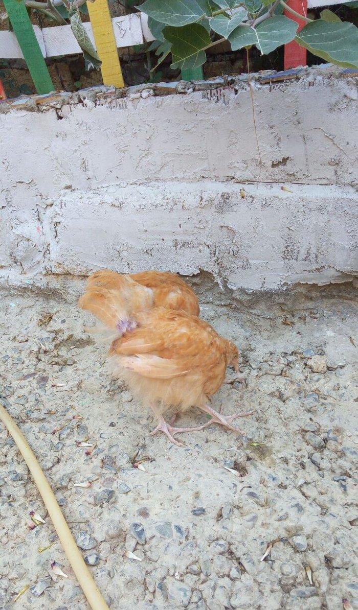 Buff orpington xoruz colpalar 3ayliq 30manata vaksina olunub cumaya