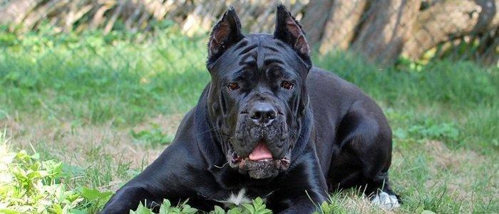 Орижинал италиян масивлари кане коросо сенетли пасапортлу алычынын ады