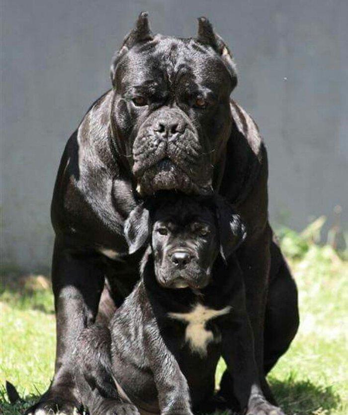 Орижинал италиян масивлари кане коросо сенетли пасапортлу алычынын ады