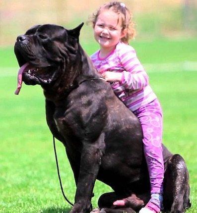 Орижинал италиян масивлари кане коросо сенетли пасапортлу алычынын ады