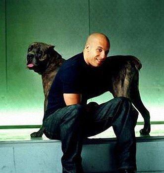 Орижинал италиян масивлари кане коросо сенетли пасапортлу алычынын ады