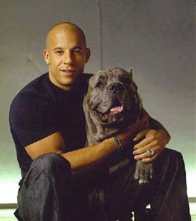 Орижинал италиян масивлари кане коросо сенетли пасапортлу алычынын ады