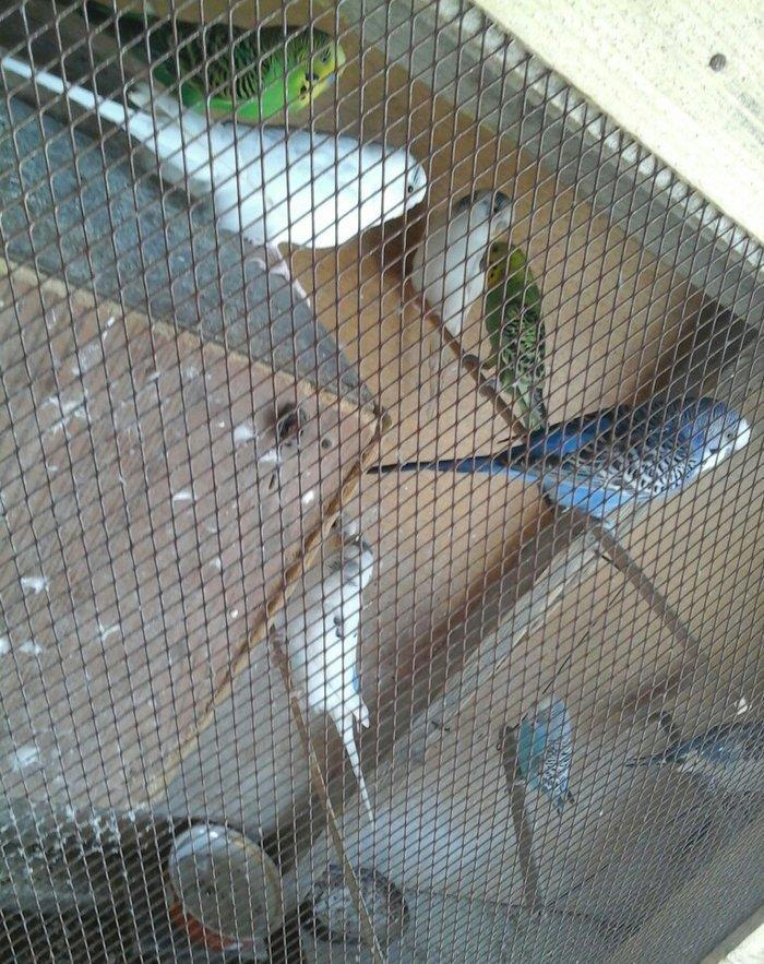 salam hamsn satram dene dene satmram 8 yuva iri qefesi metreyarm uzunu