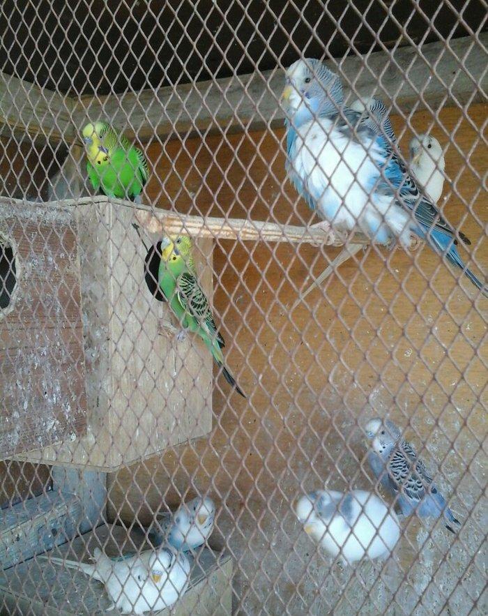 salam hamsn satram dene dene satmram 8 yuva iri qefesi metreyarm uzunu