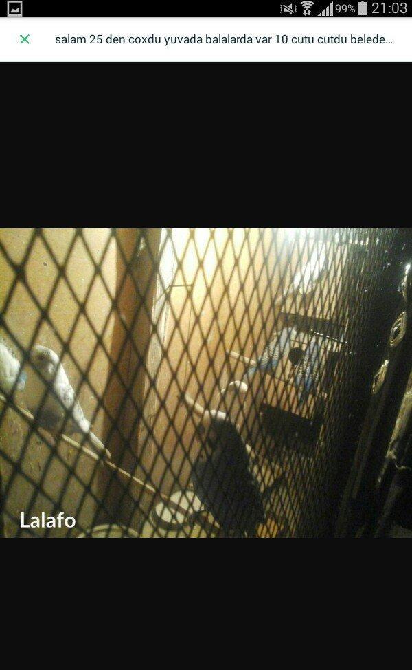 salam hamsn satram dene dene satmram 8 yuva iri qefesi metreyarm uzunu