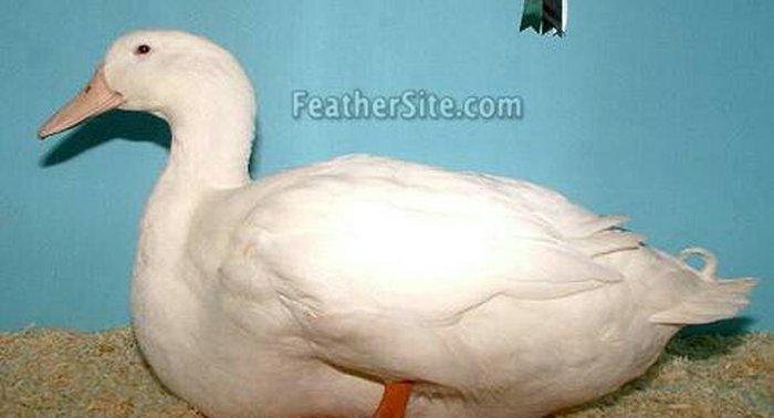 Pekin ordəyləri satılır. 6 aylıqdılar hazırdılar. 3kq dan çox olar çə