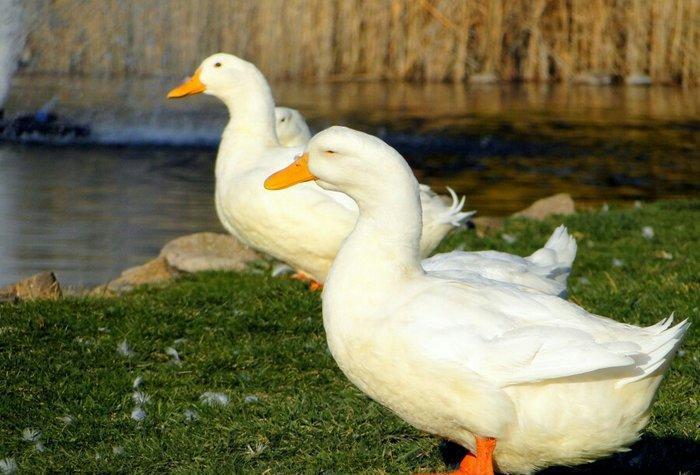 Pekin ordəyləri satılır. 6 aylıqdılar hazırdılar. 3kq dan çox olar çə