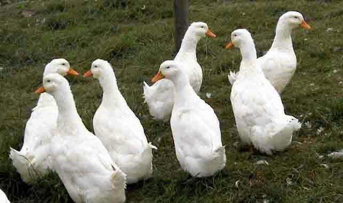 Pekin ordəyləri satılır. 6 aylıqdılar hazırdılar. 3kq dan çox olar çə