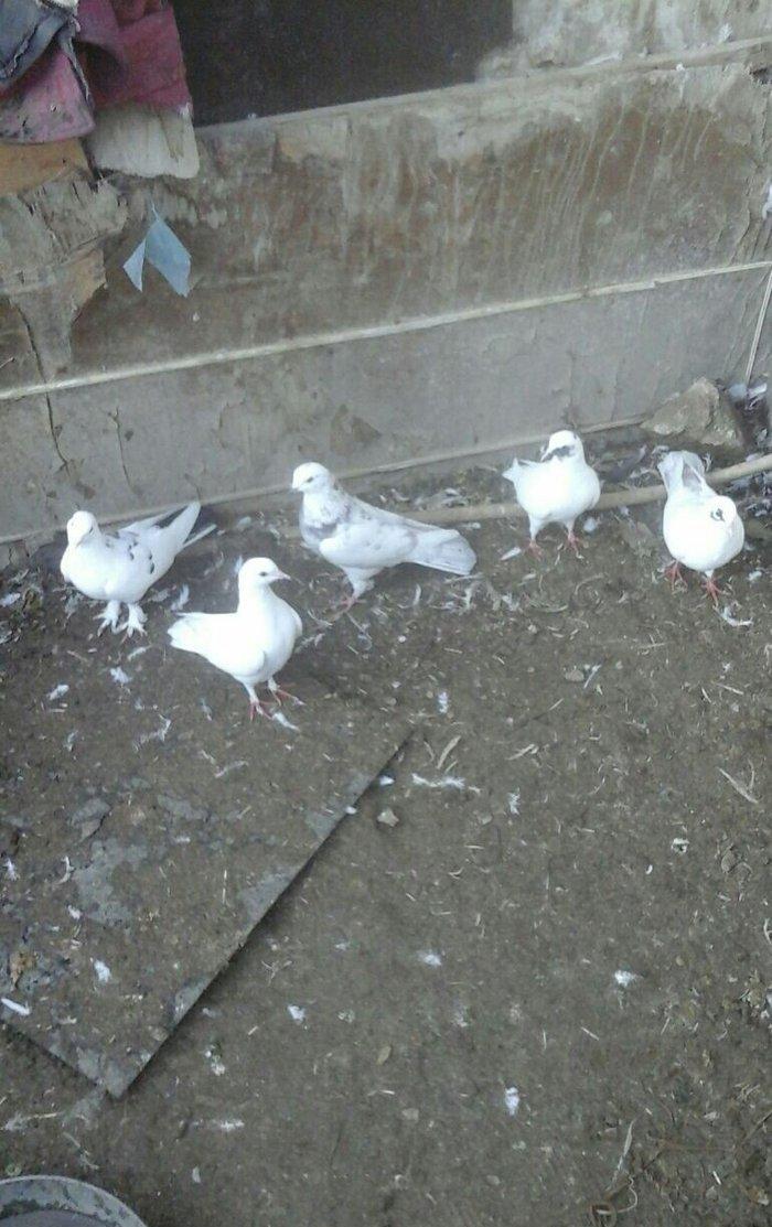 25 eded terkidme goyercin satilir. Optovoy. 85 manat. Tam saqlamdi. Te