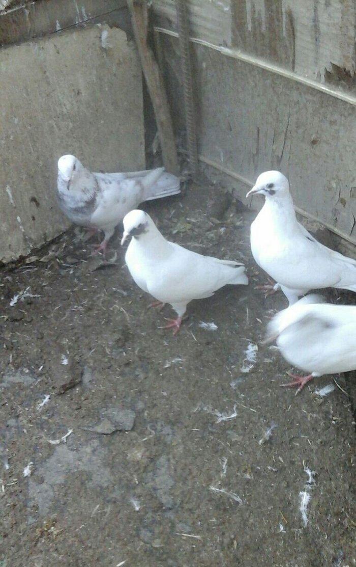 25 eded terkidme goyercin satilir. Optovoy. 85 manat. Tam saqlamdi. Te