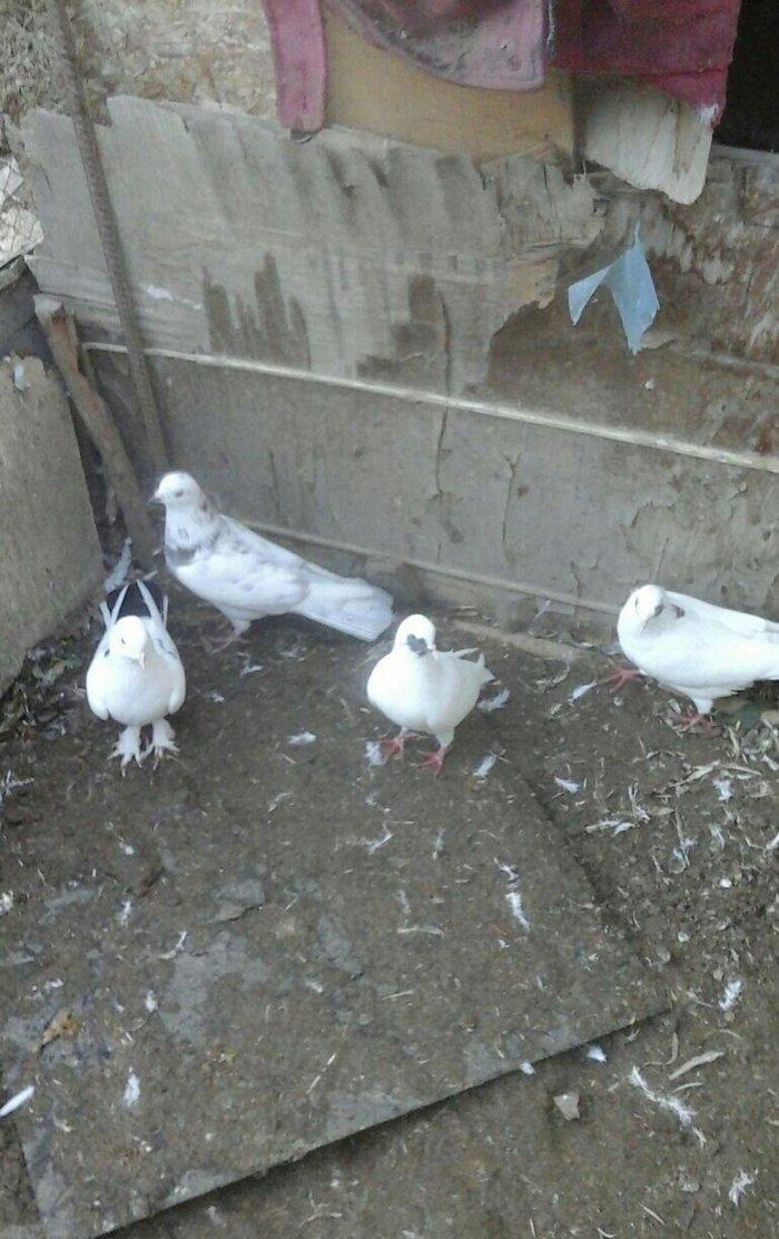 Terkidme 25 goyercin satilir. Tam saqlamdi. Optovoy 85manat. Tek tek 4