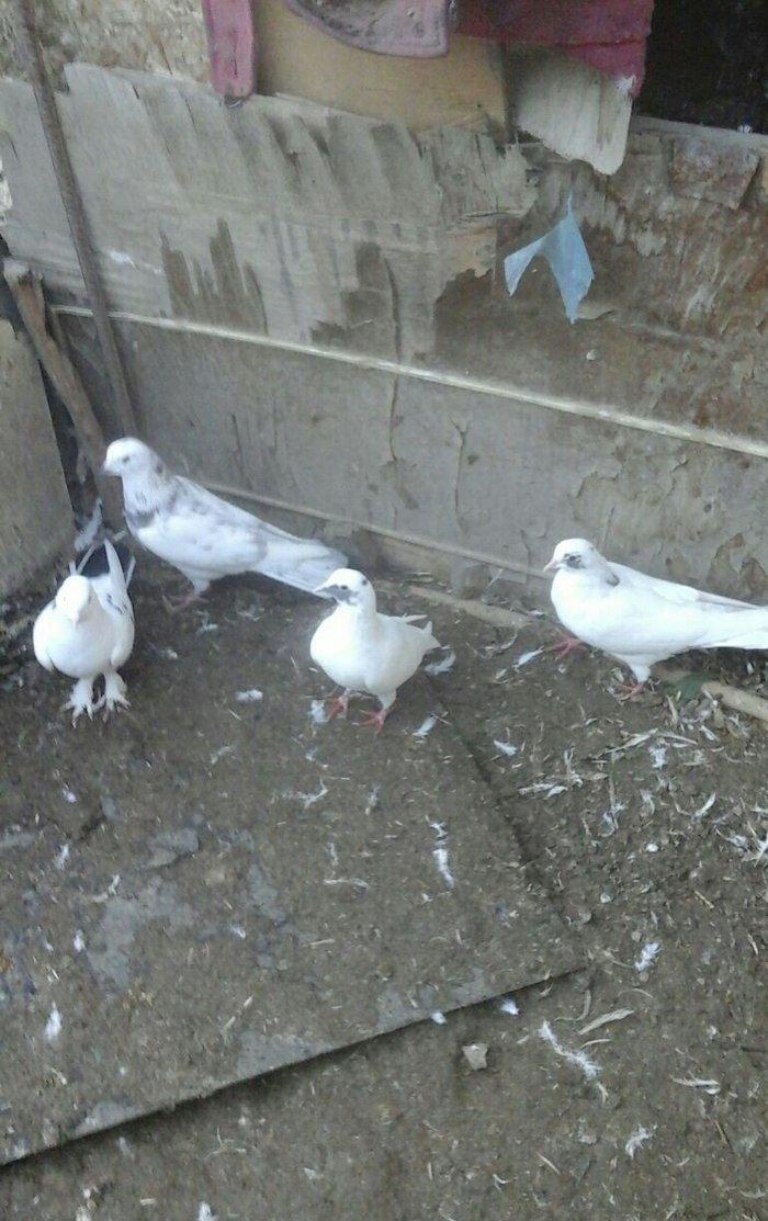 Terkidme 25 goyercin satilir. Tam saqlamdi. Optovoy 85manat. Tek tek 4