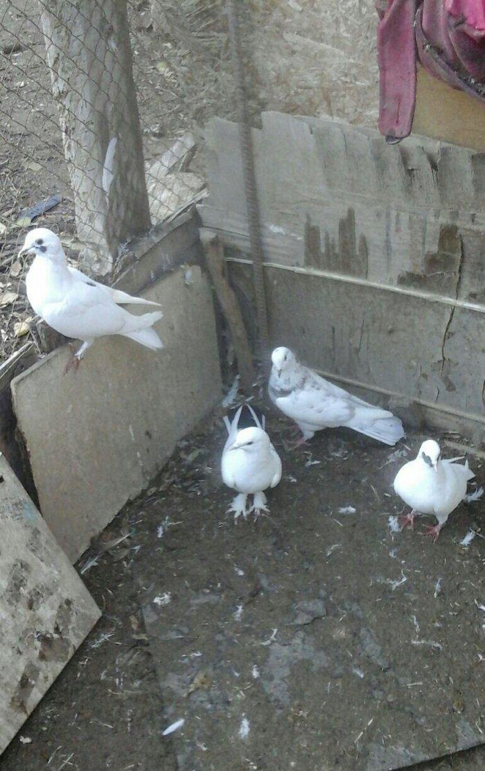 Terkidme 25 goyercin satilir. Tam saqlamdi. Optovoy 85manat. Tek tek 4