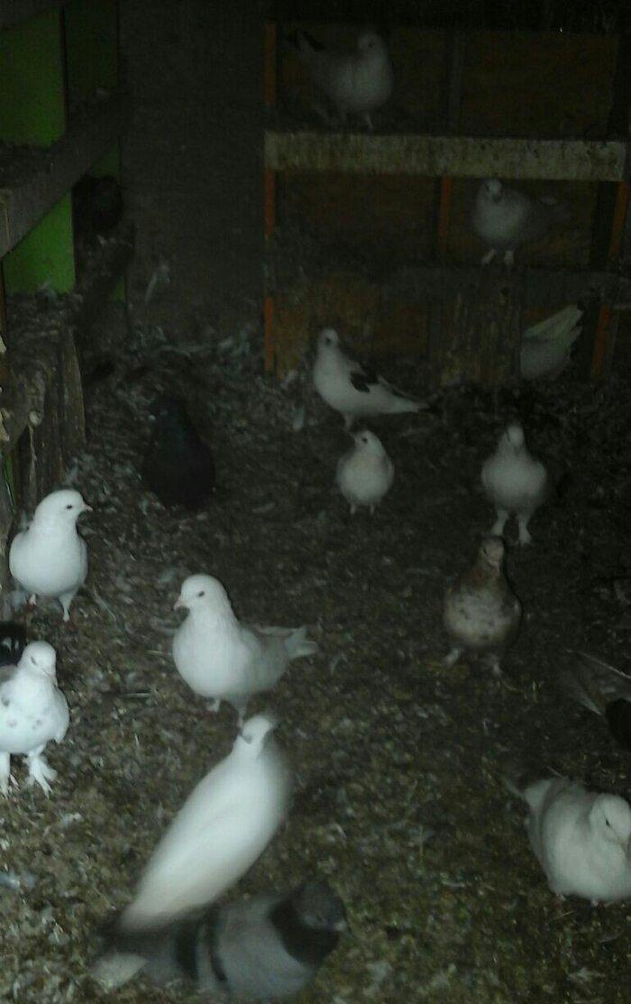 Terkidme 25 goyercin satilir. Tam saqlamdi. Optovoy 85manat. Tek tek 4