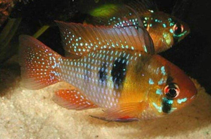 xışnik balığları mirni ilə deyişirəm xromis firefiş və tayvanref  4 5