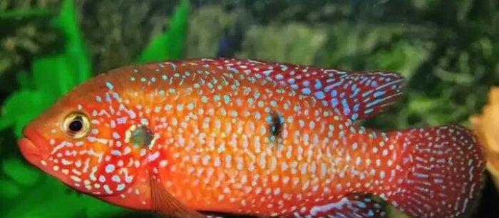 xışnik balığları mirni ilə deyişirəm xromis firefiş və tayvanref  4 5