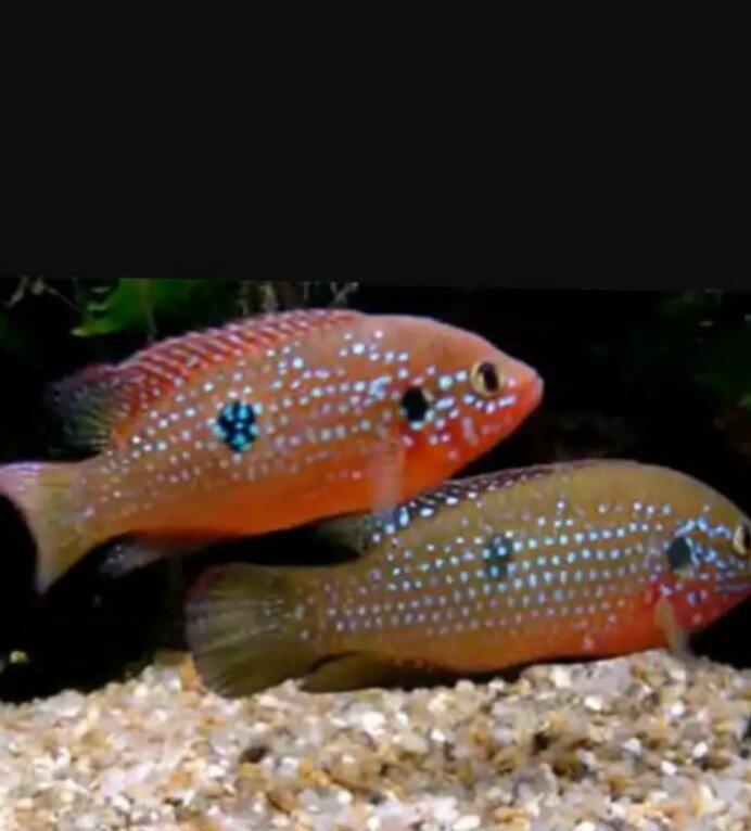 xışnik balığları mirni ilə deyişirəm xromis firefiş və tayvanref  4 5