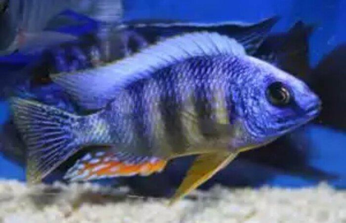 xışnik balığları mirni ilə deyişirəm xromis firefiş və tayvanref  4 5