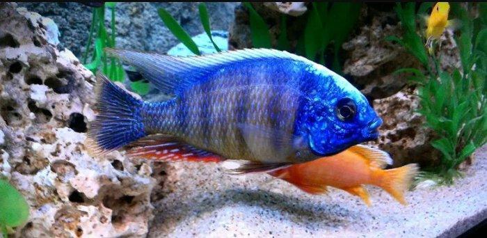 xışnik balığları mirni ilə deyişirəm xromis firefiş və tayvanref  4 5