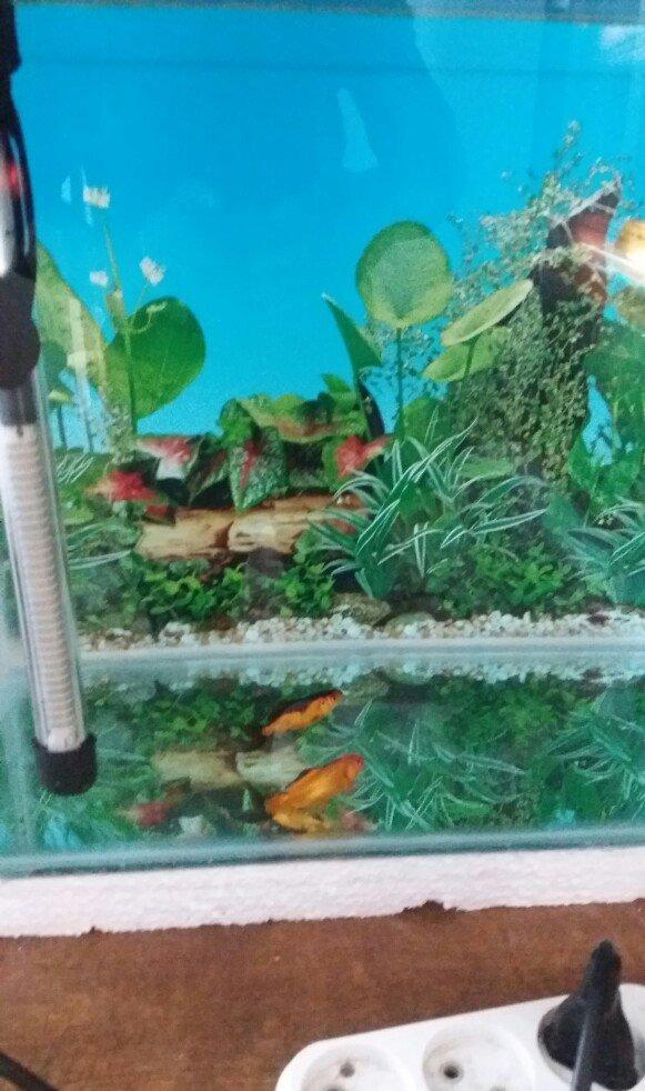 Akvarium 40x30x40 50 litit arxa fonu var qapağı var üsdündede teze qız