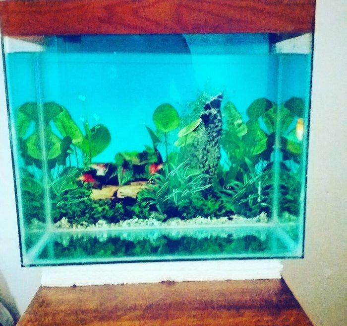Akvarium 40x30x40 50 litit arxa fonu var qapağı var üsdündede teze qız