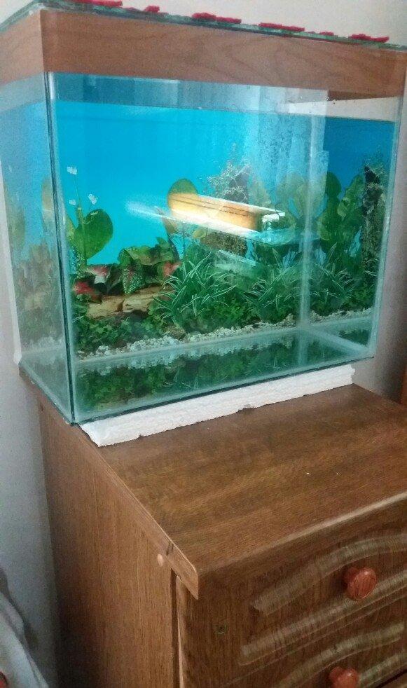 Akvarium 40x30x40 50 litit arxa fonu var qapağı var üsdündede teze qız