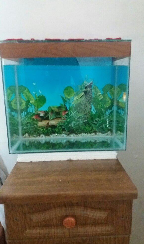 Akvarium 40x30x40 50 litit arxa fonu var qapağı var üsdündede teze qız