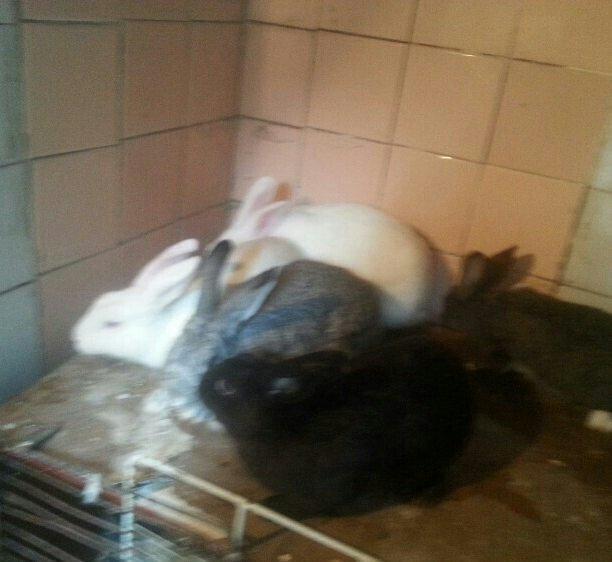 Herkese salam
dovŞanlar satilir
3 erkek
1 dİŞİ qarni balali
1 5 ayliq