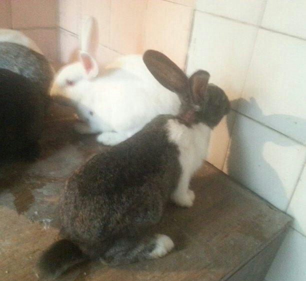 Herkese salam
dovŞanlar satilir
3 erkek
1 dİŞİ qarni balali
1 5 ayliq