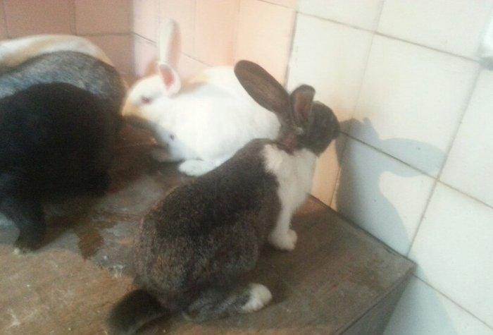 Herkese salam
dovŞanlar satilir
3 erkek
1 dİŞİ qarni balali
1 5 ayliq