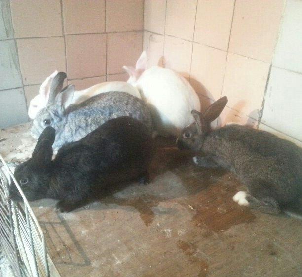 Herkese salam
dovŞanlar satilir
3 erkek
1 dİŞİ qarni balali
1 5 ayliq