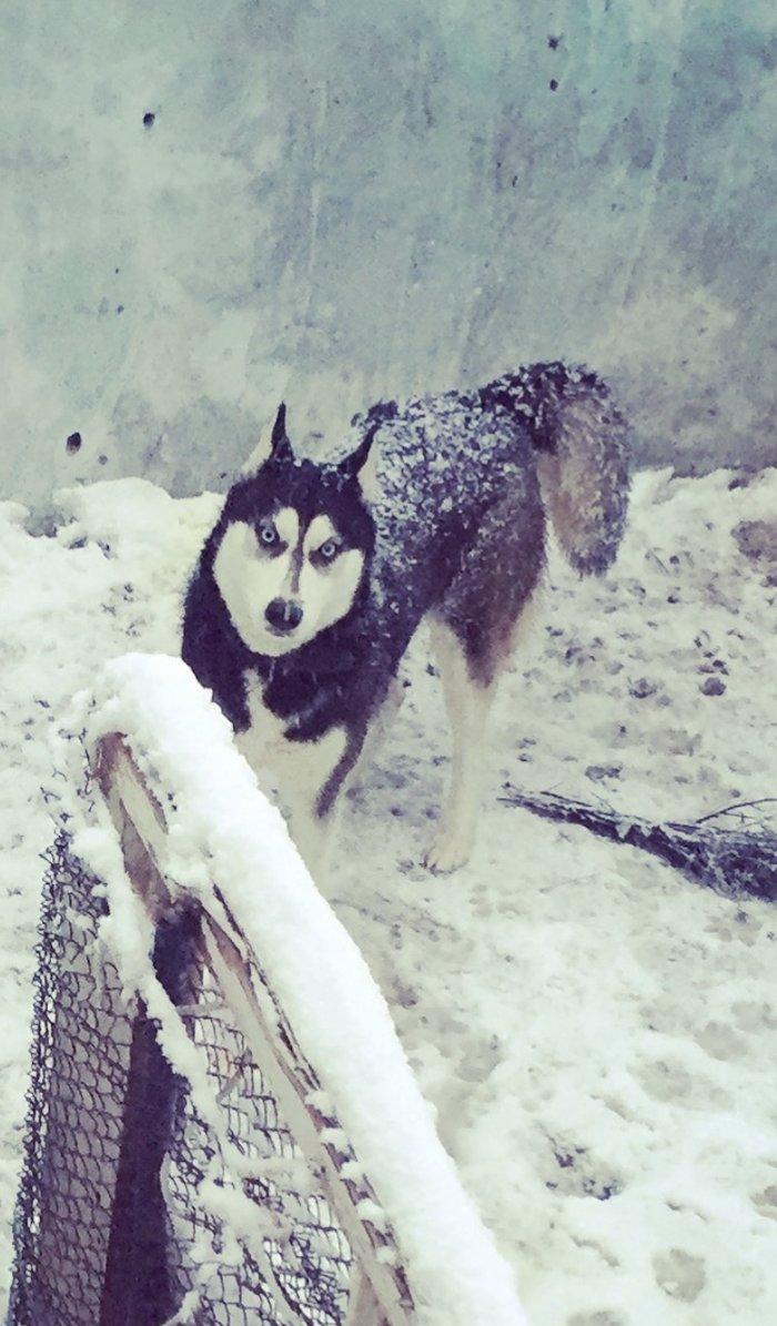 Salam xaski balaları satlır erkek dişi var 1 ay 11 günlük balalardır ş