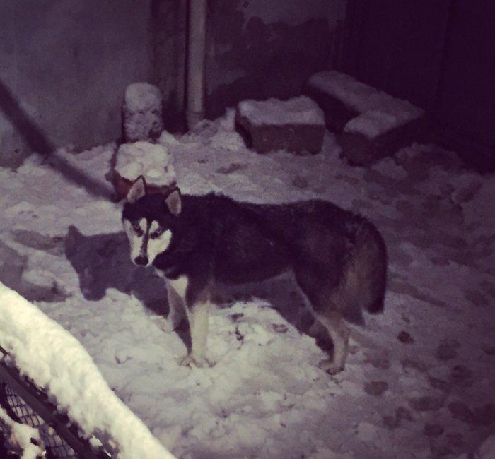 Salam xaski balaları satlır erkek dişi var 1 ay 11 günlük balalardır ş