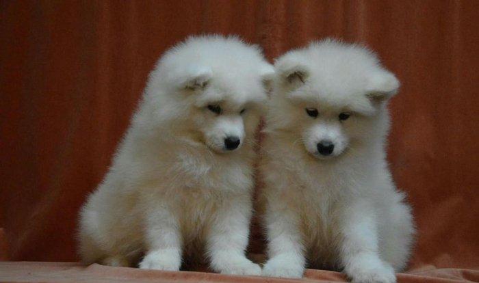 Продаются щенки самоеда мальчики и девочки документы КСУ отец юный