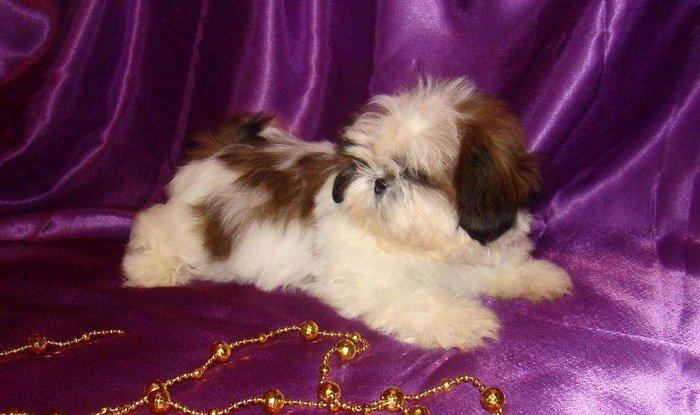 Продаются шикарные малютки Ши-тцу. Детки очень яркие, с короткой