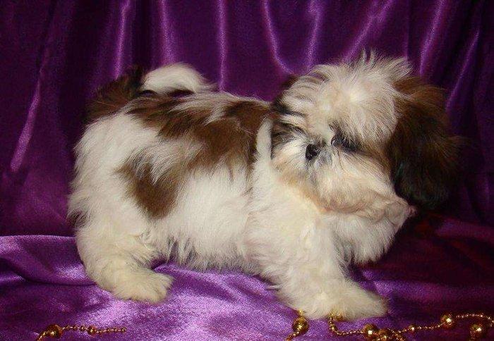 Продаются шикарные малютки Ши-тцу. Детки очень яркие, с короткой