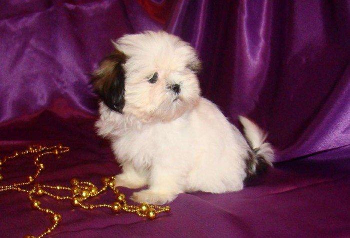 Продаются шикарные малютки Ши-тцу. Детки очень яркие, с короткой