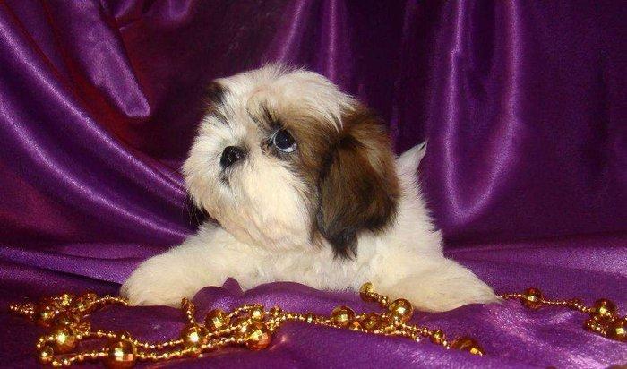 Продаются шикарные малютки Ши-тцу. Детки очень яркие, с короткой