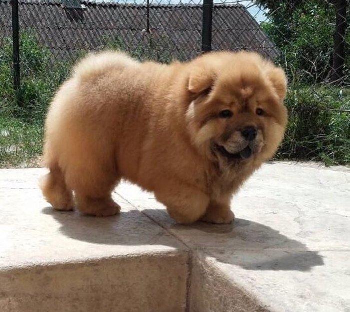 Шикарные щенки чау чау с документами Девочки и мальчики Очень