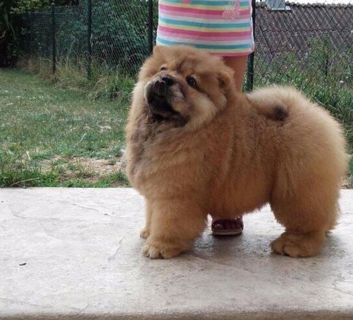 Шикарные щенки чау чау с документами Девочки и мальчики Очень