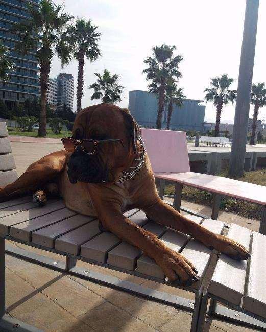 Если Вы ищете настоящего друга и защитника в одном лице, тогда эта