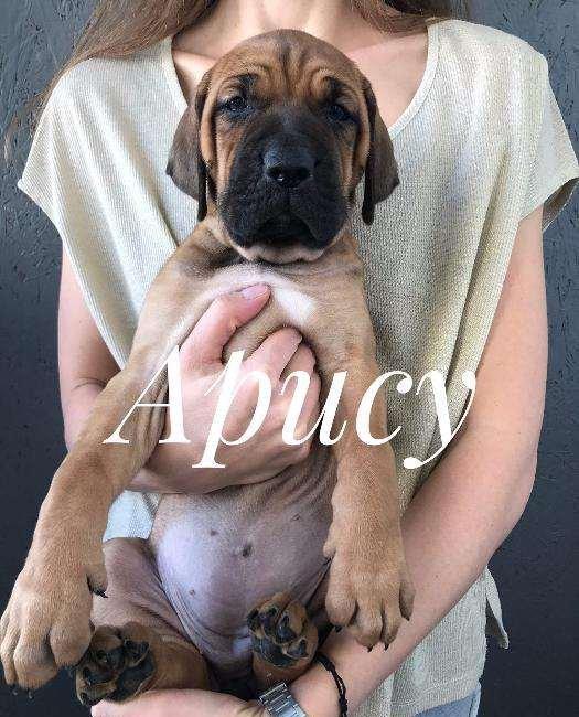 Если Вы ищете настоящего друга и защитника в одном лице, тогда эта