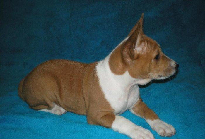 Продаются щенки редкой и древней не лающей породы - басенджи от