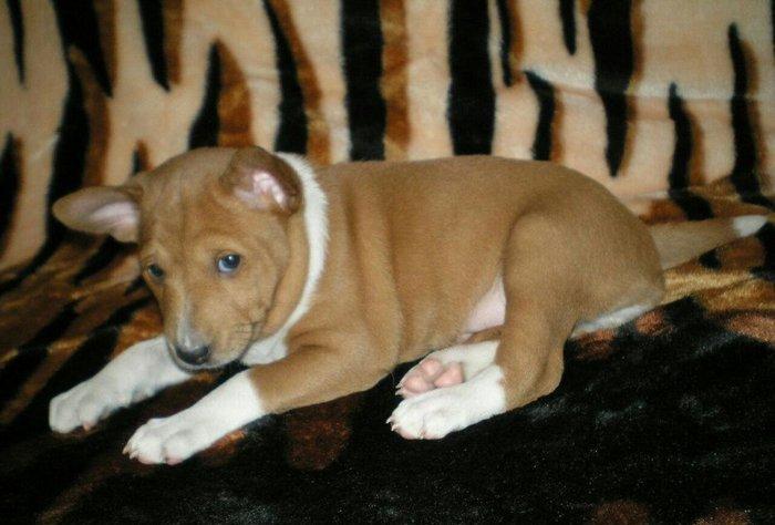 Продаются щенки редкой и древней не лающей породы - басенджи от