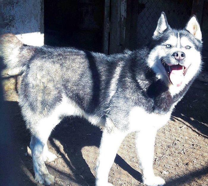 Salam xaski balaları satlır erkek dişi var 1 ay 11 günlük balalardır ş