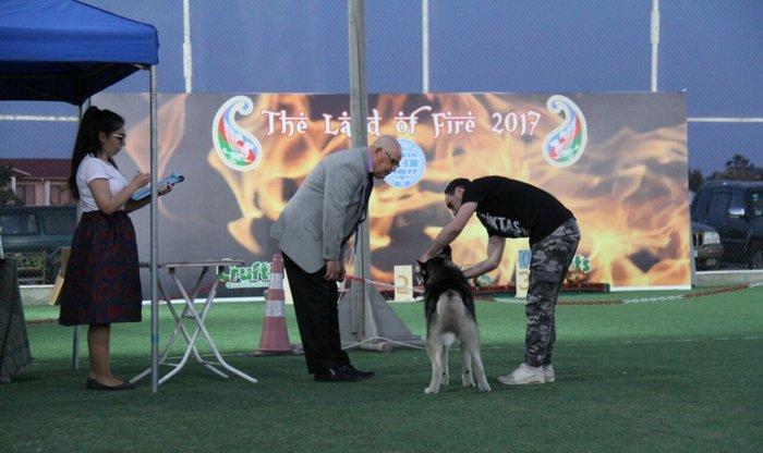 Salam xaski balaları satlır erkek dişi var 1 ay 11 günlük balalardır ş