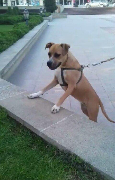 stafasor 7 ayliqdi.disidi.100 azn qiymet sondu.qiymete görə narahat et