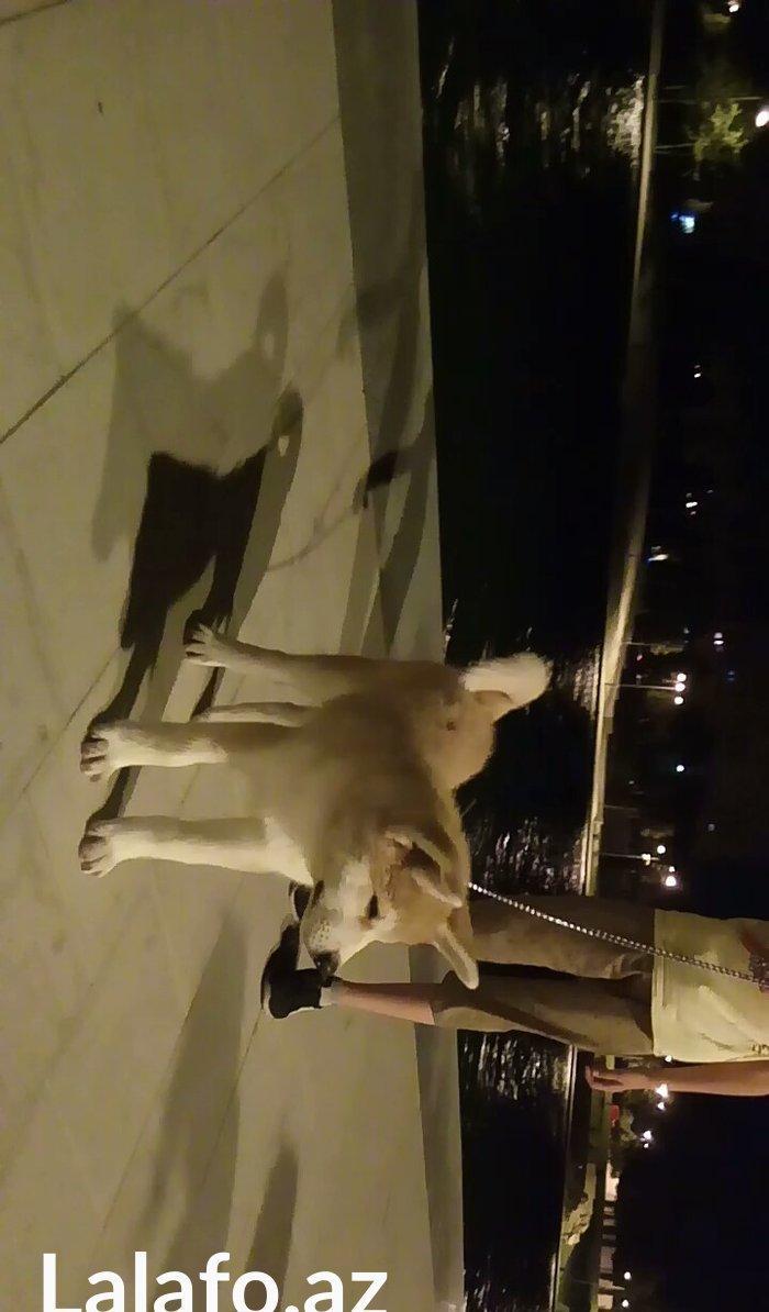 Temiz natura 4ayliq disi akita satilir tam saglam baladi bu sekilde 3a